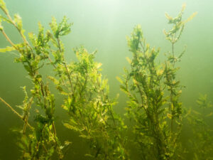 Curly-leaf pondweed